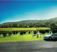 Vin Yard